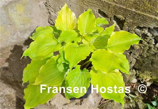 Hosta Valley's Lemon Squash